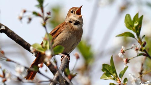 Nightingale