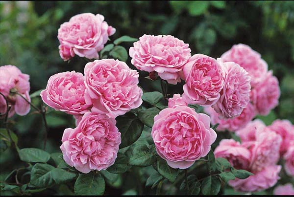 Roses