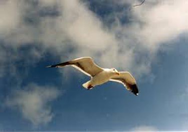 Seagull