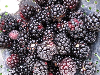 Blackberries