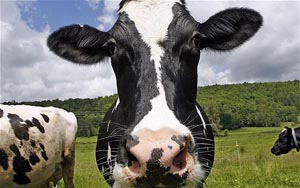 Cow