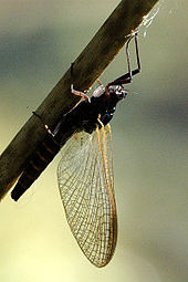 Mayfly